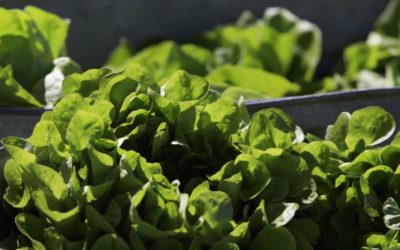 EE.UU. y Canadá alertan sobre consumo de lechuga romana
