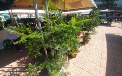 Inicia feria del pinabete y artesanías en Xela