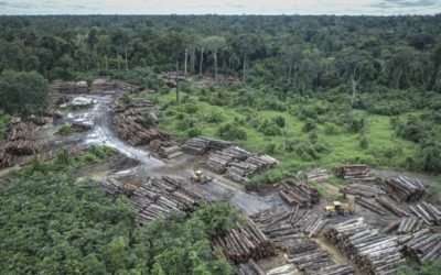 Deforestación en el Cerrado de Brasil cae 11%, según el gobierno