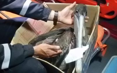 Rescatan a pelícano en Cantel