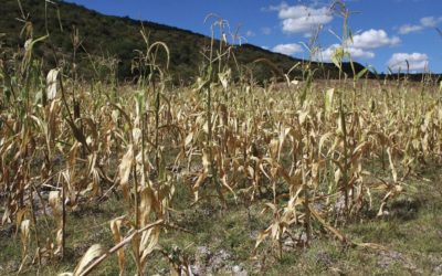 MAGA prioriza ayuda a Coatepeque, Cabricán y San Miguel Sigüilá