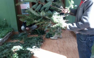 Incautan ramillas de pinabete en Xela