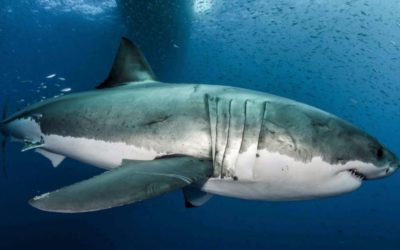 Secretos genéticos del gran tiburón blanco