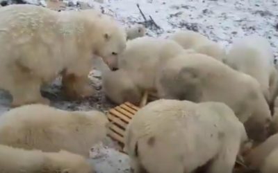 Manada de osos hambrientos y agresivos invade poblado de Rusia