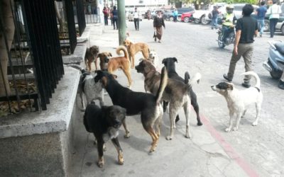 Preocupan ataques de perros en Sololá