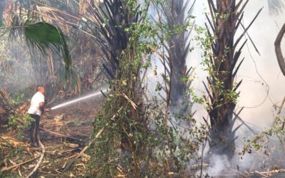 Incendio acaba con dos kilómetros de bosque de mangle en Retalhuleu
