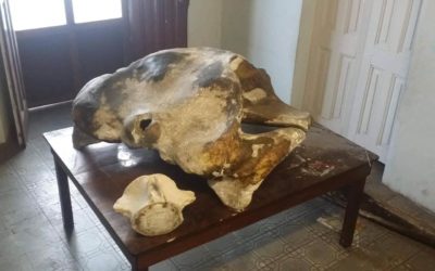 Cráneo de ballena es trasladada por deterioro sufrido en Casa de la Cultura