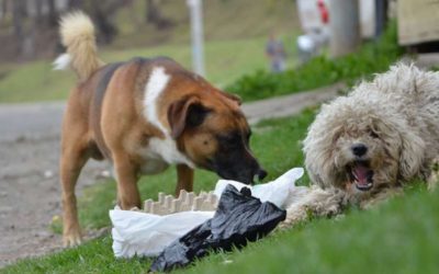 El CAP en Xela reporta más de 300 mordeduras de perros en lo que va de 2019