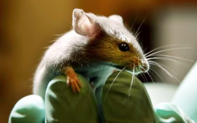 Científicos logran eliminar el VIH en ratones infectados