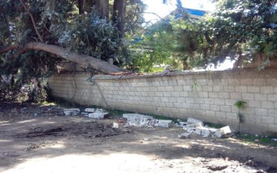 Árbol cae y destruye muro perimetral de instituto en Xela