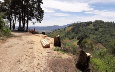 Tala de árboles en el Cerro El Baúl, no fue ilegal