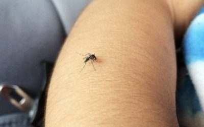 El dengue continúa en aumento ¿Qué hacer para evitar contagio?