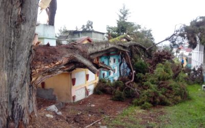 Caída de árbol deja daños en diez nichos