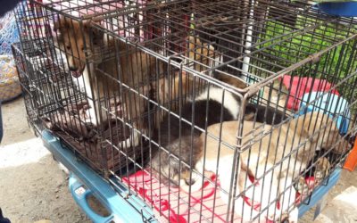 Socializan reglamento para prohibir venta de perros y gatos en Salcajá