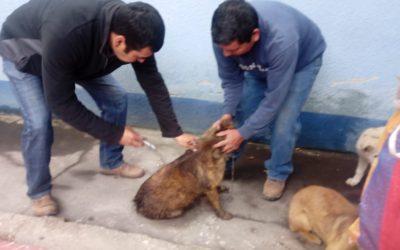 Tienen previsto vacunar a más de 188 mil perros en Quetzaltenango