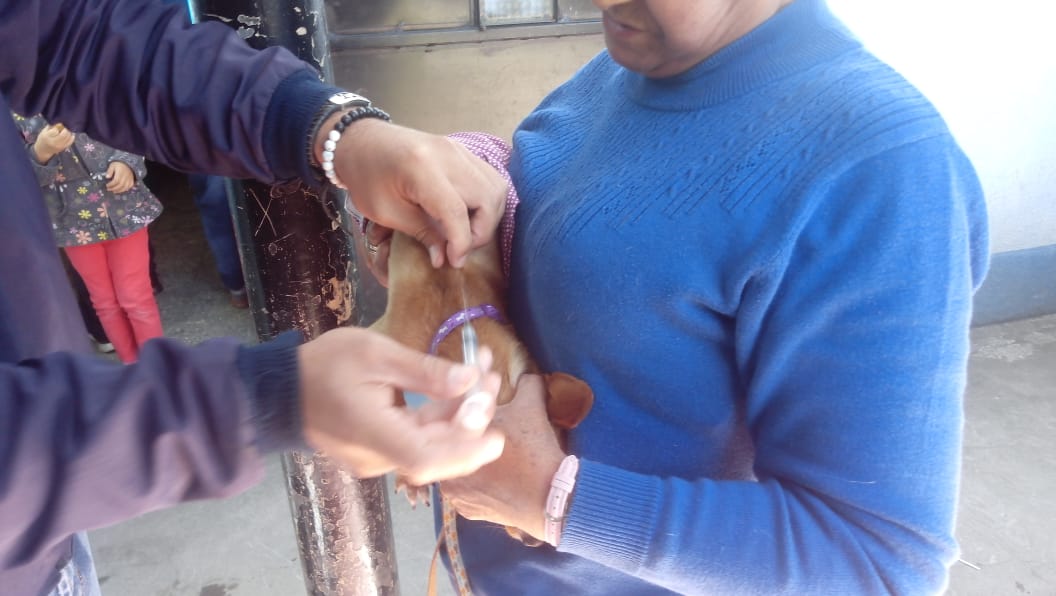 ¿Cuántas mascotas han vacunado en Quetzaltenango?