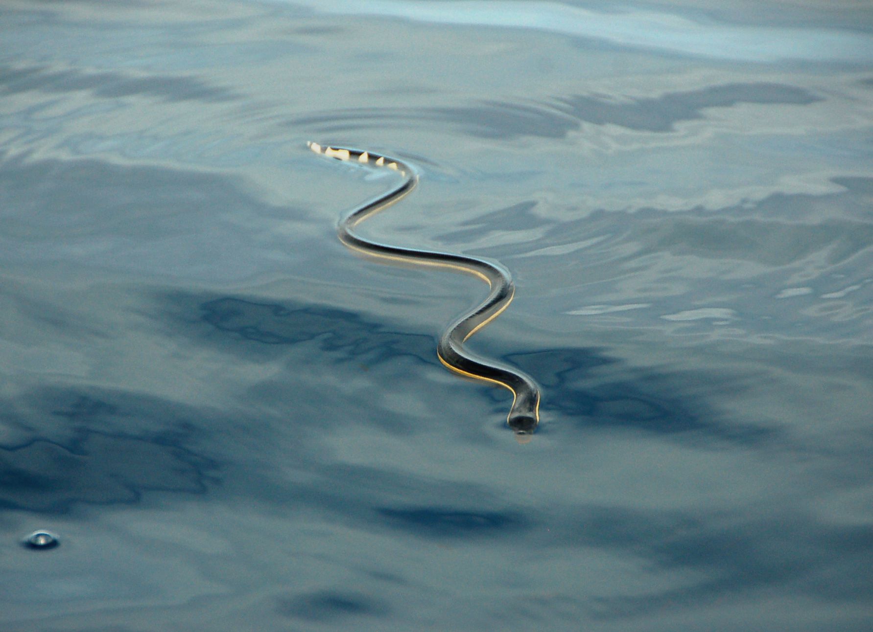 ¿Es común ver serpientes en el Lago de Atitlán?