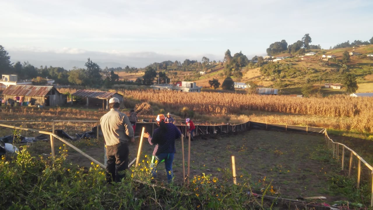 En el 2019 se perdieron más de Q8 millones por daños en el cultivo en Quetzaltenango