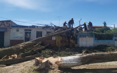 ¿Qué pasará con vivienda dañada por caída de árbol?