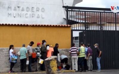 Venezolanos recurren a la sangre del ganado para mitigar el hambre