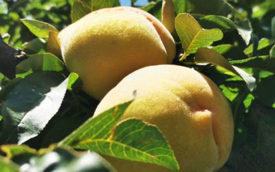 Promueven el comercio digital con productos de melocotón en Salcajá