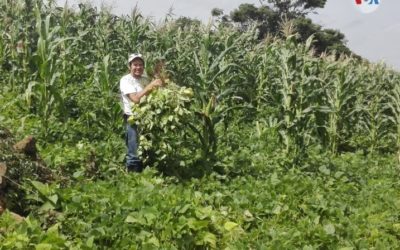 Productores nicaragüenses alertas ante amenaza de plaga de langostas