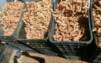 El jengibre figura en supuestas recetas contra el COVID-19. Su precio aumentó en los mercados de Xela ¿Es funcional?