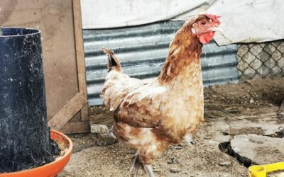 Mancomunidad inicia proyectos de reactivación económica en Quetzaltenango