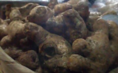 «La población se asusta cuando mencionamos el precio del jengibre»