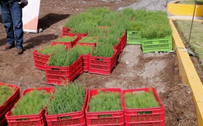 AGRECA dona al menos 5 mil árboles para reforestar áreas de Quetzaltenango, adoptando nuevas medidas