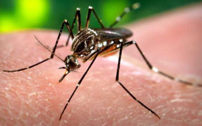 Disminuyen casos de dengue en Quetzaltenango