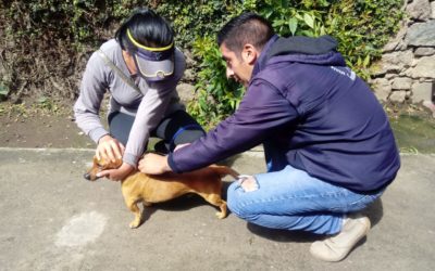 Campaña de vacunación antirrábica podría iniciar en octubre