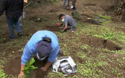 Cobertura forestal en Guatemala aumentó 1 mil 320 hectáreas