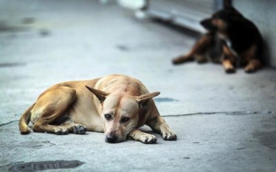Reportan reducción en mordeduras de perros