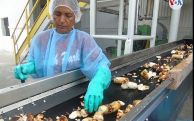 CEPAL: Nicaragua con mayor crecimiento de exportaciones en la región durante la pandemia