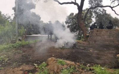 Capturan a hombre y destruyen plantación de marihuana en Olintepeque