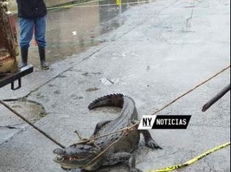 Localizan al lagarto “Juancho”