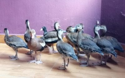 Agentes de DIPRONA, capturan a dos personas que iban con dos cajas de aves, en la zona 7 de Xela