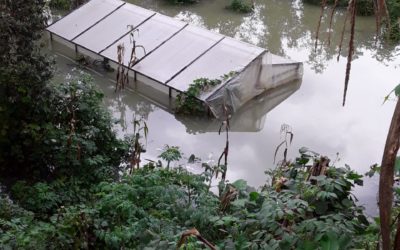 Frijol, maíz, cardamomo y café son los cultivos más afectados en Alta Verapaz
