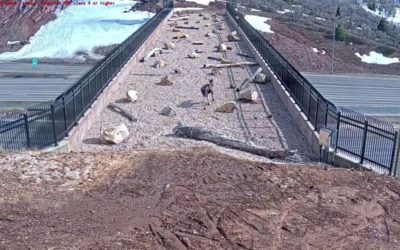 Construyen pasarela para la vida silvestre y no arriesguen su vida cruzando en las carreteras de Utah
