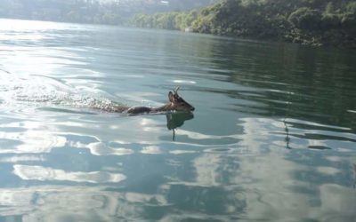 Captan a venado nadando en el lago Atitlán
