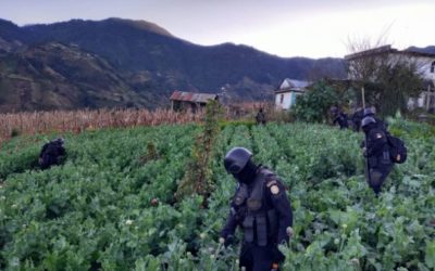 PNC, en tres días, erradica más de 10 millones 667 mil matas de amapola