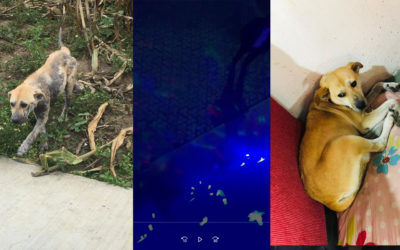 Inquilinos tienen conflicto con vecinos que amenazan con matar a perros callejeros que ellos alimentan