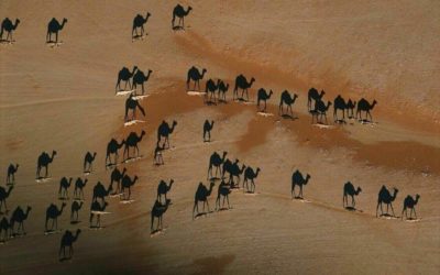 ¿Puede ver realmente a los camellos de esta imagen?