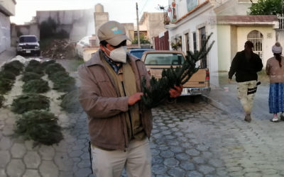 Capturan en Xela a mujer de 62 años, por transportar de forma ilegal ramillas de pinabete