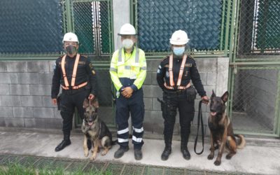 Perros entrenados para detectar droga y papel moneda, prestarán servicio en Portuaria Quetzal
