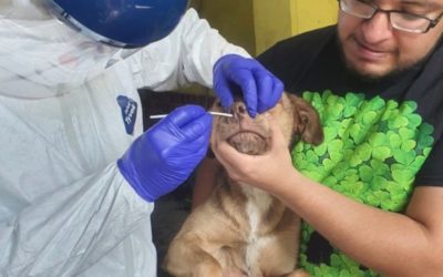 Detectan en México tres casos de COVID-19 en perros