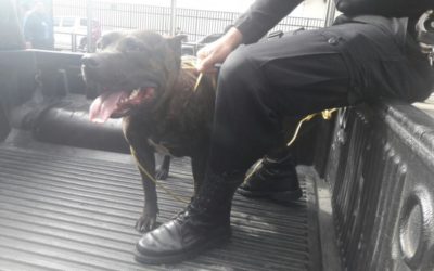 Mujer muere en Escuintla tras un ataque de varios pitbulls