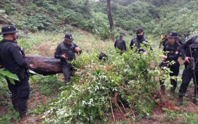 PNC erradica más de 34 mil matas de coca en un día