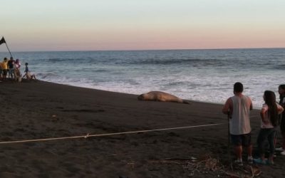 Conap monitorea zona donde tuvo lugar avistamiento de elefante marino